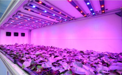 Image of: Led Grow Light Bulbs