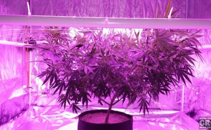 Healthy SCROG Cannabis Under