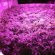 Discount LED Grow Lights