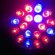 LED Grow Lights Wholesale