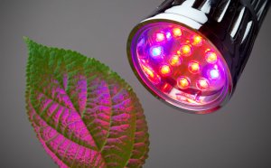 Affordable LED Grow Lights