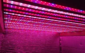 Cheap LED Grow