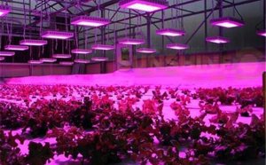 Cheap LED Grow Lights