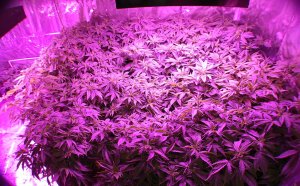Discount LED Grow Lights