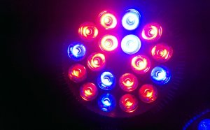 LED Grow Lights Wholesale