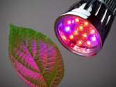 Affordable LED Grow Lights