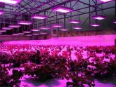 Cheap LED Grow Lights