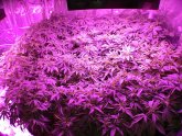 Discount LED Grow Lights