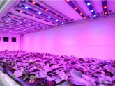 LED Grow light bulbs Wholesale