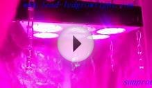 300 watt led grow light with wholesale price