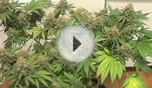 (7) DS-XML-350 LED Grow Light Review -