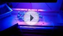 Urban Hydroponics with cheap LED grow light 2